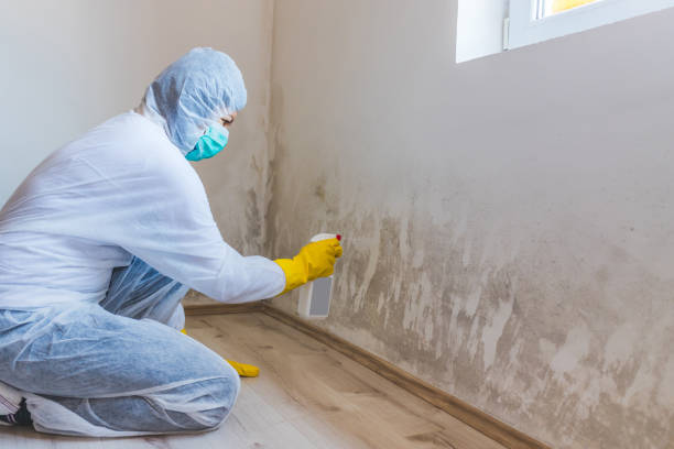 Licensed Mold Testing service in Burgess, VA - WQB Mold Removal