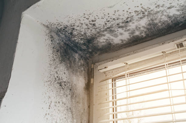Affordable Mold Testing solutions in Burgess, VA